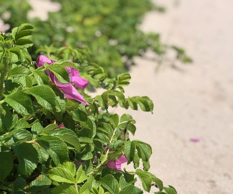 cape pogue 2 cape pogue 2